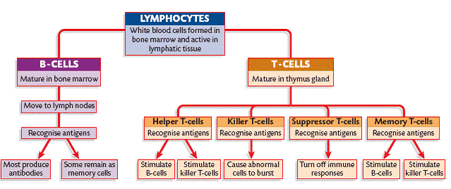 Immune System - The Allergic Response & Immune System
